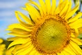 Sunflowers bloom in the morning at the outdoor flower garden