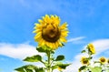 Sunflowers bloom in the morning at the outdoor Royalty Free Stock Photo