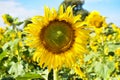 Sunflowers bloom in the morning at the outdoor Royalty Free Stock Photo