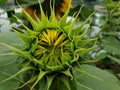 sunflowers bloom in the morning Royalty Free Stock Photo