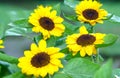 Sunflowers bloom in the morning in a sunny garden Royalty Free Stock Photo