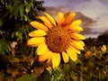 sunflowers that bloom in the morning Royalty Free Stock Photo