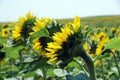 Sunflowers in bloom on a North Dakota farm