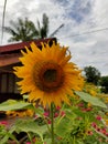 Sunflowers that bloom perfectly in the garden Royalty Free Stock Photo