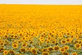 Sunflowers bloom in summer farm field, cloudy sky, shadowless creative design pattern, agricultural background Royalty Free Stock Photo