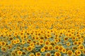 Sunflowers bloom in summer field, cloudy sky, shadowless creative design pattern, agricultural background