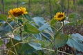 Sunflowers bloom in summer