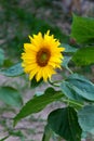 Sunflowers bloom in summer