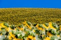 Sunflowers in bloom, two fields on two opposite hills, perspective game Royalty Free Stock Photo