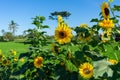 Sunflowers that are blooming against the background of the blue sky