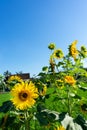 Sunflowers that are blooming against the background of the blue sky