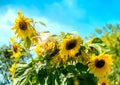 Sunflowers blooming against the turquoise blue sky