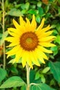 Sunflowers, blooming beautiful yellows flowers in Thailand. Royalty Free Stock Photo