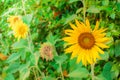 Sunflowers, blooming beautiful yellows flowers in Thailand. Royalty Free Stock Photo