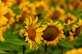 Sunflowers blooming and bee in the field