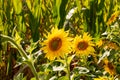 Sunflowers blooming with bee polinator in a field of green background Royalty Free Stock Photo