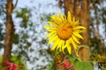 Sunflowers blooming on the blurred background. Royalty Free Stock Photo