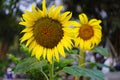 Sunflowers blooming on the blurred background. Royalty Free Stock Photo