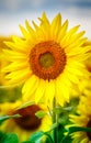 Sunflowers blooming in farm with blue sky. Royalty Free Stock Photo