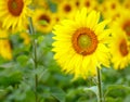 Sunflowers blooming in farm with blue sky. Royalty Free Stock Photo