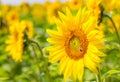 Sunflowers blooming in farm with blue sky. Royalty Free Stock Photo