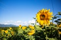 Sunflowers blooming in the fields under the blue sky in rural China Royalty Free Stock Photo