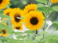 Sunflowers are blooming in the garden of summer season.