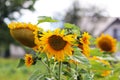 Sunflowers blooming near the house. Production of vegetable oil. Agroindustrial farming. Decoration and landscaping around living