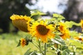 Sunflowers blooming near the house. Production of vegetable oil. Agroindustrial farming. Decoration and landscaping around living