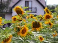 Sunflowers blooming near the house. Production of vegetable oil. Agroindustrial farming. Decoration and landscaping around living