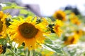 Sunflowers blooming near the house. Production of vegetable oil. Agroindustrial farming. Decoration and landscaping around living Royalty Free Stock Photo