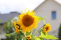 Sunflowers blooming near the house. Production of vegetable oil. Agroindustrial farming. Decoration and landscaping around living