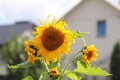 Sunflowers blooming near the house. Production of vegetable oil. Agroindustrial farming. Decoration and landscaping around living