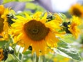 Sunflowers blooming near the house. Production of vegetable oil. Agroindustrial farming. Decoration and landscaping around living