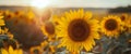 Sunflowers blooming in the rice fields, beautiful scenery, summer scenery, freshness.Generative AI Royalty Free Stock Photo