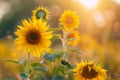 Sunflowers blooming in the rice fields, beautiful scenery, summer scenery, freshness.Generative AI Royalty Free Stock Photo