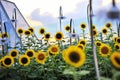 Sunflowers blooming in Sunflower Garden