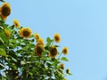 Sunflowers blooming on trees against the blue sky background and Royalty Free Stock Photo