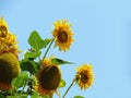 Sunflowers blooming on trees against the blue sky background and Royalty Free Stock Photo