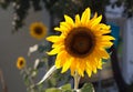 Sunflowers blossom agriculture flora at botanical garden