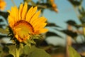 Sunflowers Blossom In The Garden. Summer Season, Sunflower In Bloom With Leaves And Blue Sky Background
