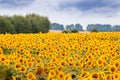 Sunflowers blossom in summer field, heavy clouds in the sky before thunderstorm, shadowless creative design pattern, agricultural Royalty Free Stock Photo