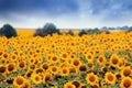 Sunflowers blossom in summer field, heavy clouds in the sky before thunderstorm, shadowless creative design pattern Royalty Free Stock Photo