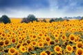 Sunflowers blossom in summer field, heavy clouds in the sky before thunderstorm, shadowless creative design pattern