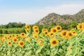 Sunflowers blossom in the winter