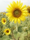 sunflowers