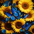 Sunflowers and blue morpho butterflies on dark background, top view Royalty Free Stock Photo