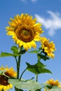 sunflowers and blue sky, backgrouds Royalty Free Stock Photo