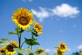 sunflowers and blue sky, backgrouds