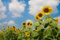 Sunflowers with blue sky